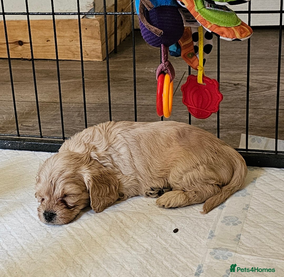 Cavapoo dogs for sale: 🐾 Gorgeous Health Tested F1 Cavapoo Puppies 🐶🐾 - Image 14