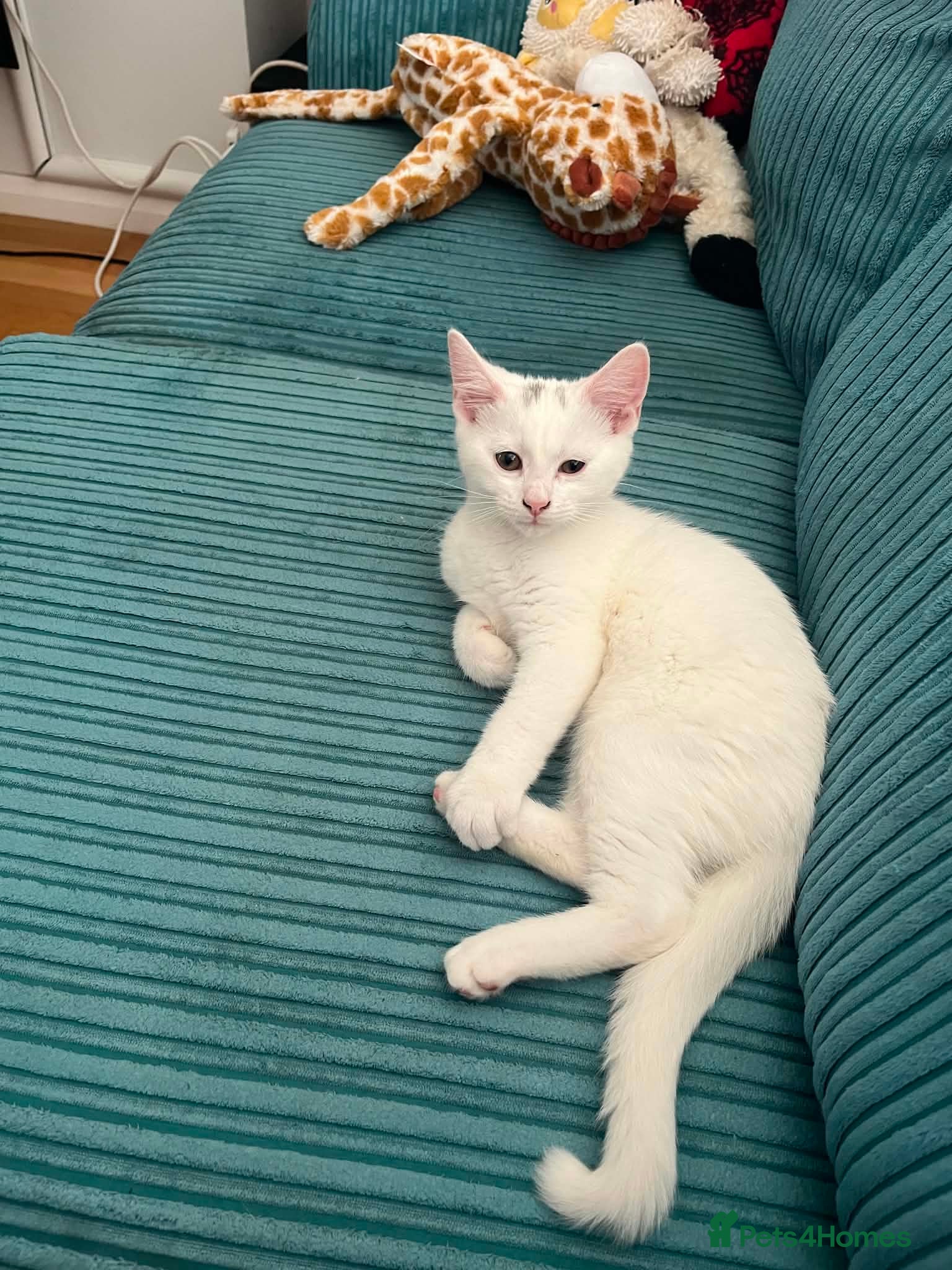 Domestic Shorthair cats Beautiful Brother and Sister Kittens - Advert 2