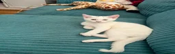 Domestic Shorthair cats for sale: Beautiful Brother and Sister Kittens in Wisbech - Advert 1