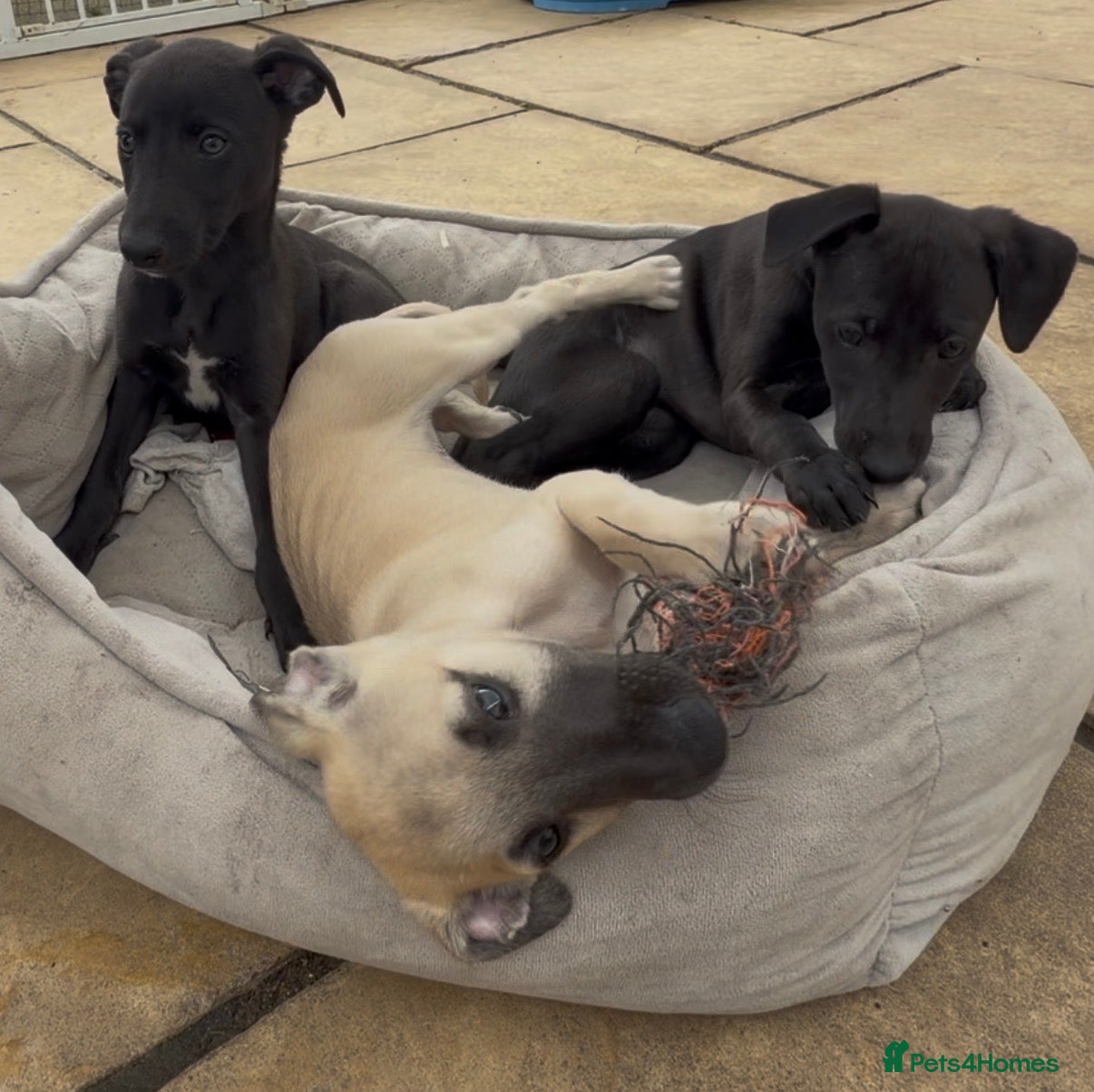 Whippet dogs Stunning KC whippet puppies  - Advert 5