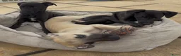 Whippet dogs for sale: Stunning KC whippet girl puppy  - Advert 3
