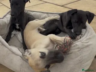 Whippet dogs Stunning KC whippet puppies - Advert 5
