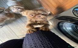 Shih Tzu dogs for sale: imperial karishishi shih tzu boys  - Image 8