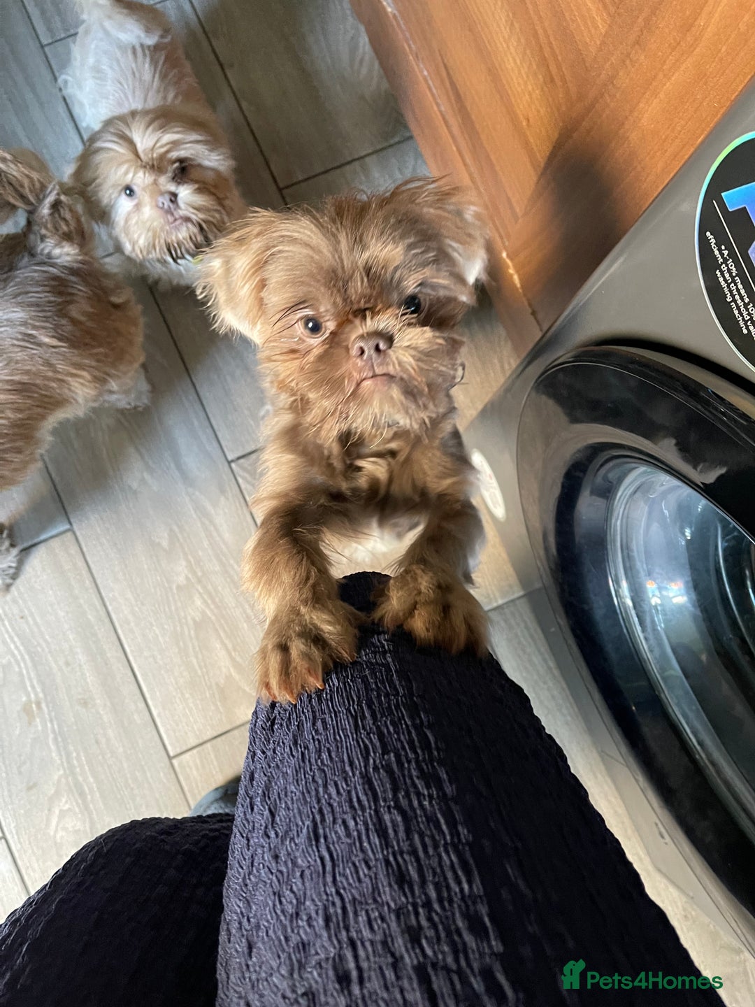 Shih Tzu dogs for sale: imperial karishishi shih tzu boys  - Image 8
