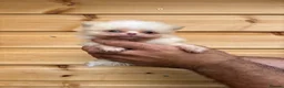 Pomeranian dogs for sale: TINY🏆 Merle & cream Pomeranian 🐾puppy’s   - Advert 5