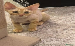 Devon Rex cats for sale: Devon Rex Kitten - Image 5
