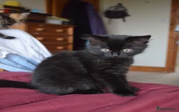 Mixed Breed cats for sale: Gorgeous female black smoke kitten 10 weeks old - Image 9