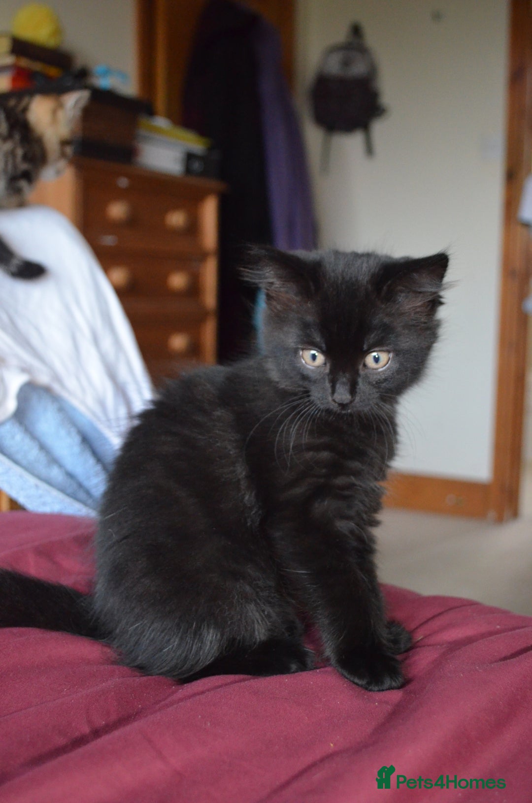 Mixed Breed cats for sale: Gorgeous female black smoke kitten 10 weeks old - Image 9