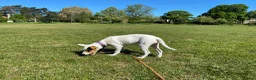 Jack Russell dogs for sale: Jack Russell girl puppy 5 months  in London - Advert 5