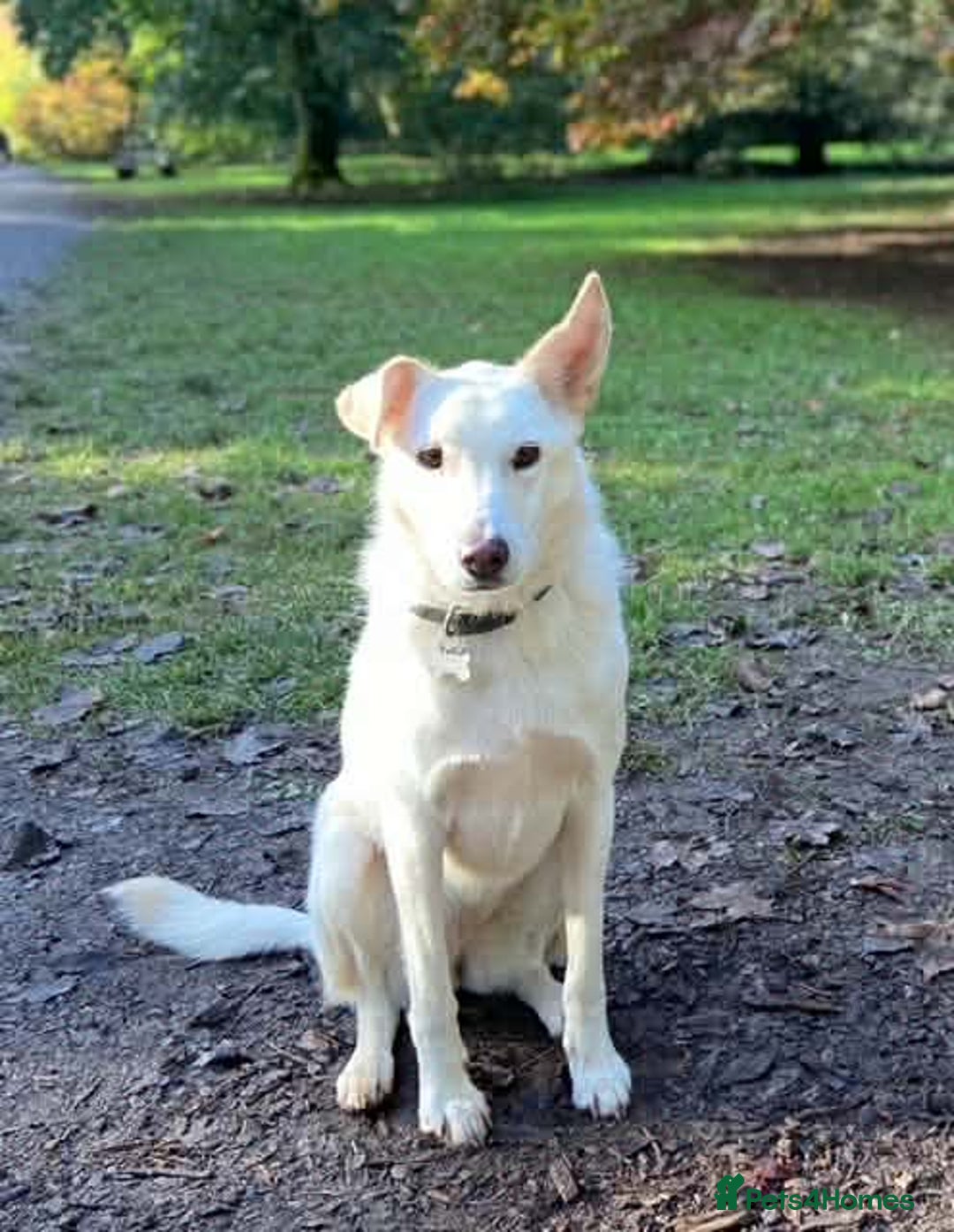 Mixed Breed dogs for adoption: SHILOH-happy girl/loving family dog/playful/social - Advert 3