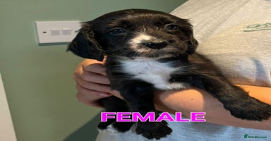 Cocker Spaniel dogs - Advert 12