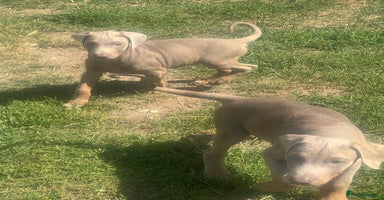 Dobermann dogs - Advert 2