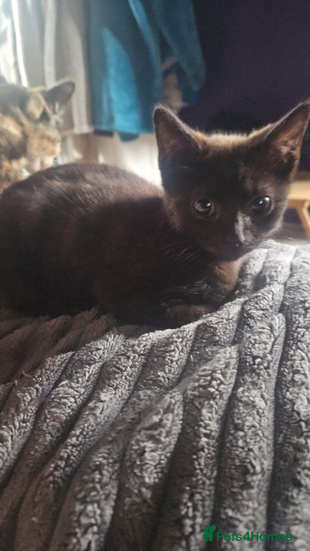 Mixed Breed cats for sale: Two Tiny Kittens  - Image 3