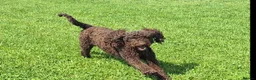 Labradoodle dogs for sale: Exceptional F7 Australian Double Doodle Puppies - Advert 6