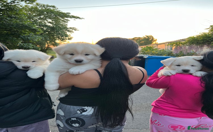 Akita dogs in Wolverhampton - Advert 4