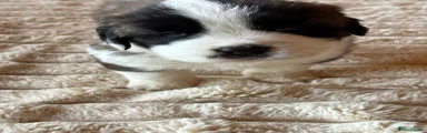 Saint Bernard Puppy 2