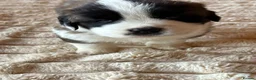Saint Bernard dogs for sale: 4 beautiful kc reg st bernerd puppies. in Wisbech - Advert 13
