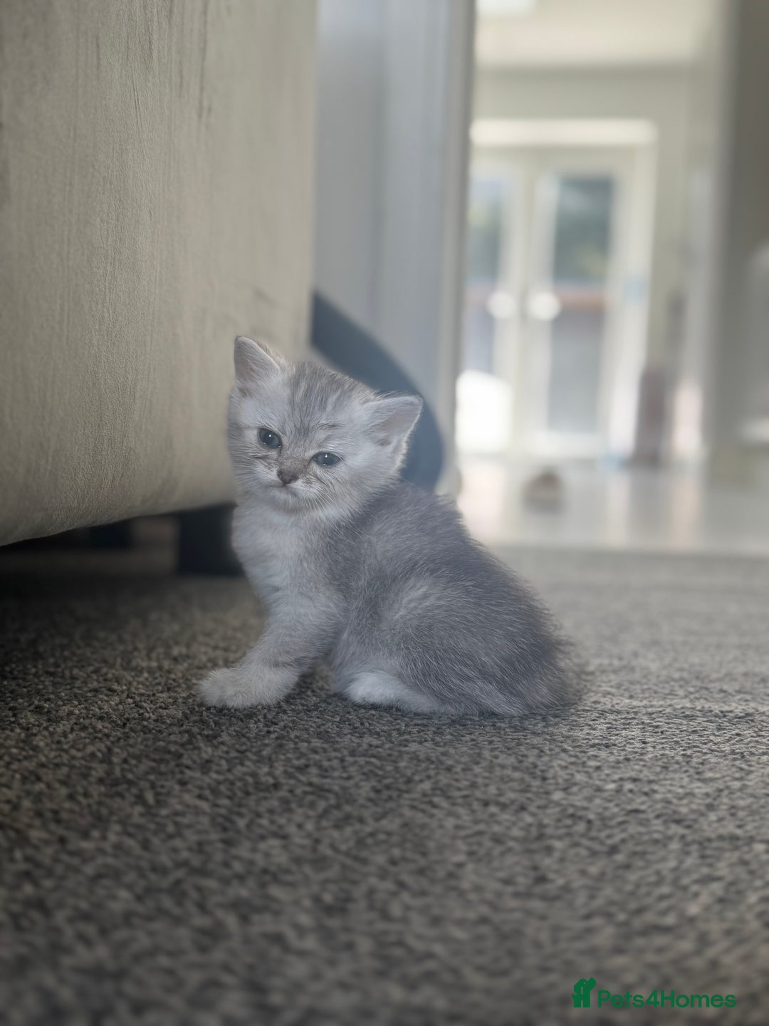 Scottish Fold cats for sale: 🐾 Beautiful Scottish Fold Kittens for Sale 🐾 - Image 14