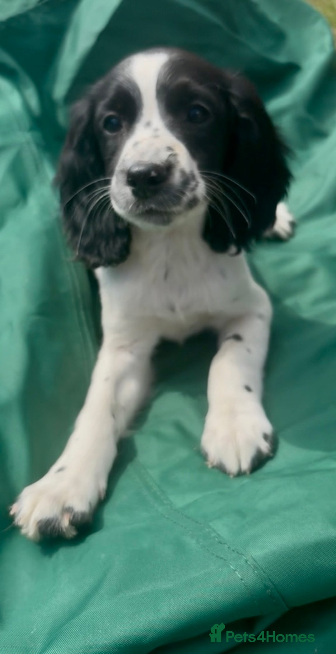 Sprocker dogs for sale: Sprocker puppy’s  - Image 5