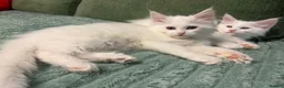 Maine Coon cats for sale: FEMALE MAINE COONS PURE WHITE READY TO LEAVE NOW - Advert 6