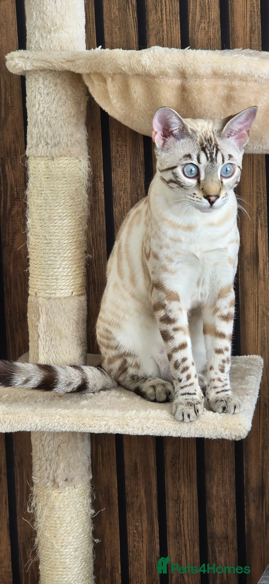 Bengal cats for sale: Waiting list open for kittens 2026-expecting 27.01 - Advert 24