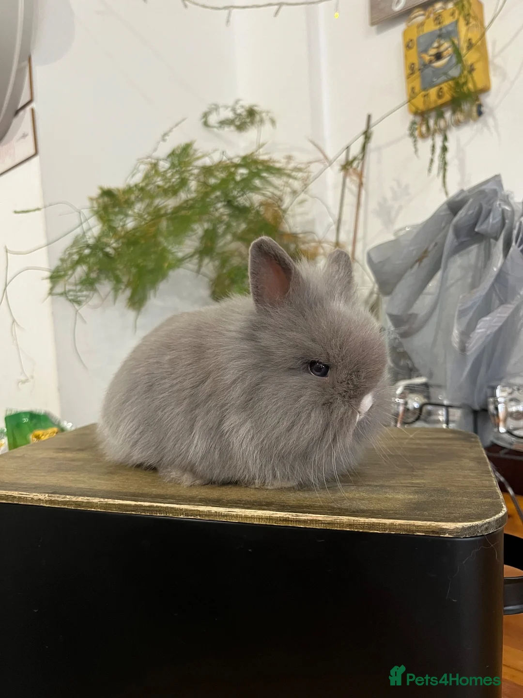 Mini Lion Lop rabbits for sale:  Beautiful Mini Lion Lop Bunnies  - Advert 1