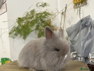 Mini Lion Lop rabbits Beautiful Mini Lion Lop Bunnies - Advert 5