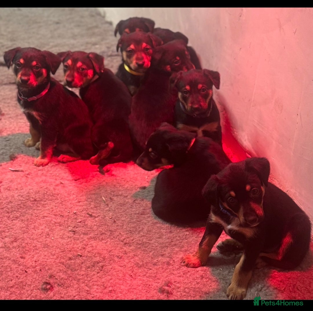 Huntaway dogs for sale: Huntaway Puppies For Sale   - Advert 2
