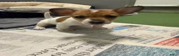 Jack Russell dogs for sale: Jack Russel pups in Congleton - Advert 10