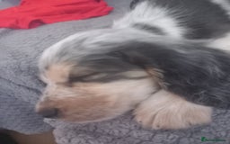 Cocker Spaniel dogs for sale: Cockerspaniel boy 12 weeks old  - Image 2