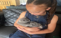 British Shorthair cats for sale: Very affectionate little girl heath tested BSH - Image 5