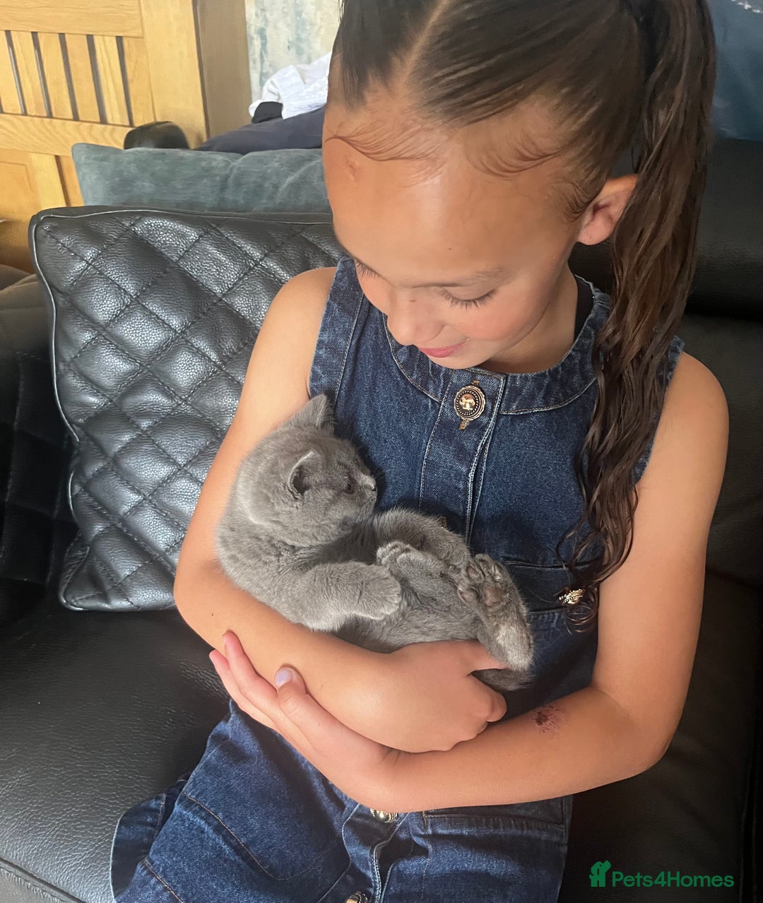 British Shorthair cats for sale: Very affectionate little girl heath tested BSH - Image 5