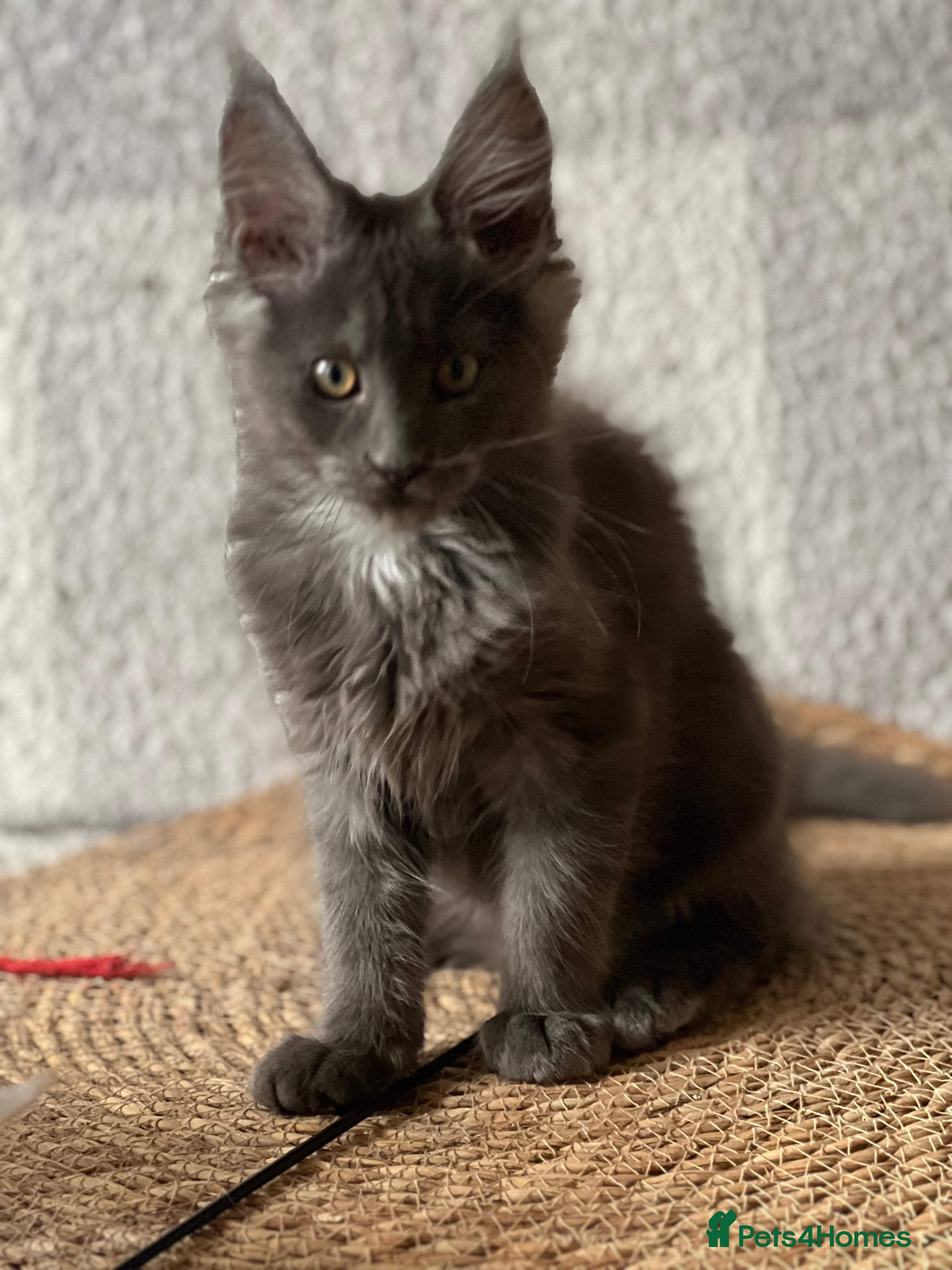 Maine Coon cats 6 Maine Coon kittens blue colour - Advert 9