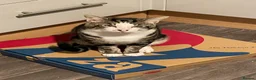 Mixed Breed cats for sale: Male cat - Advert 3