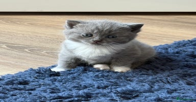 British Shorthair cats - Advert 14