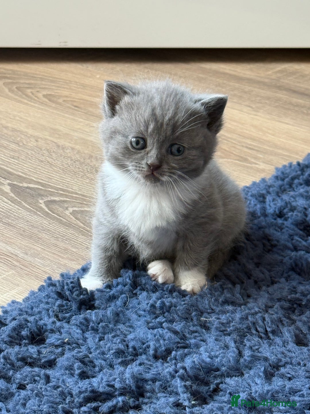British Shorthair cats for sale: British Shorthair Kittens - Image 2