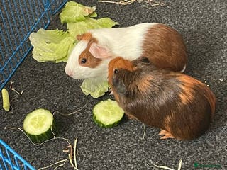 Mixed Breed invertebrates 2 baby guinea pigs, - Advert 5