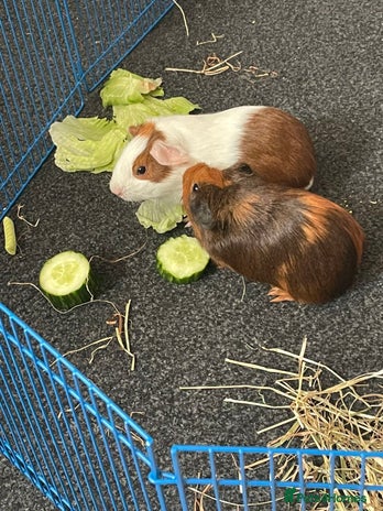 Mixed Breed invertebrates 2 baby guinea pigs, - Advert 1