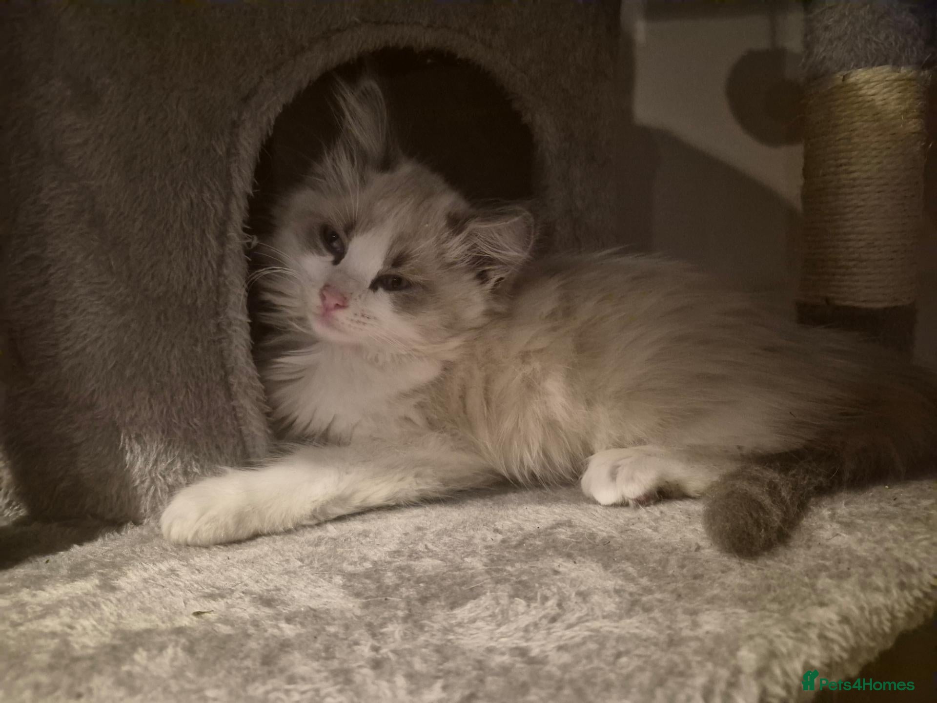 Ragdoll cats Very friendly ragdoll kittens - Advert 1
