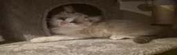 Ragdoll cats for sale: Very friendly ragdoll kittens - Advert 10