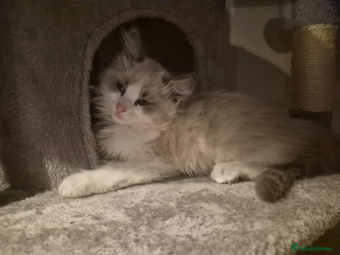 Ragdoll cats for sale: Very friendly ragdoll kittens - Advert 10