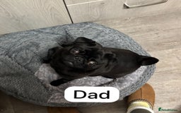 Pug dogs for sale: 🐾 Adorable Pug Puppies for Sale 🐾 - Image 2