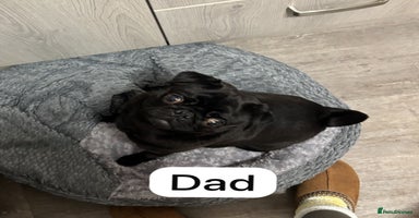 Pug dogs - Advert 6