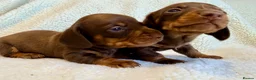 Miniature Dachshund dogs for sale: True miniature dachshunds - Advert 18