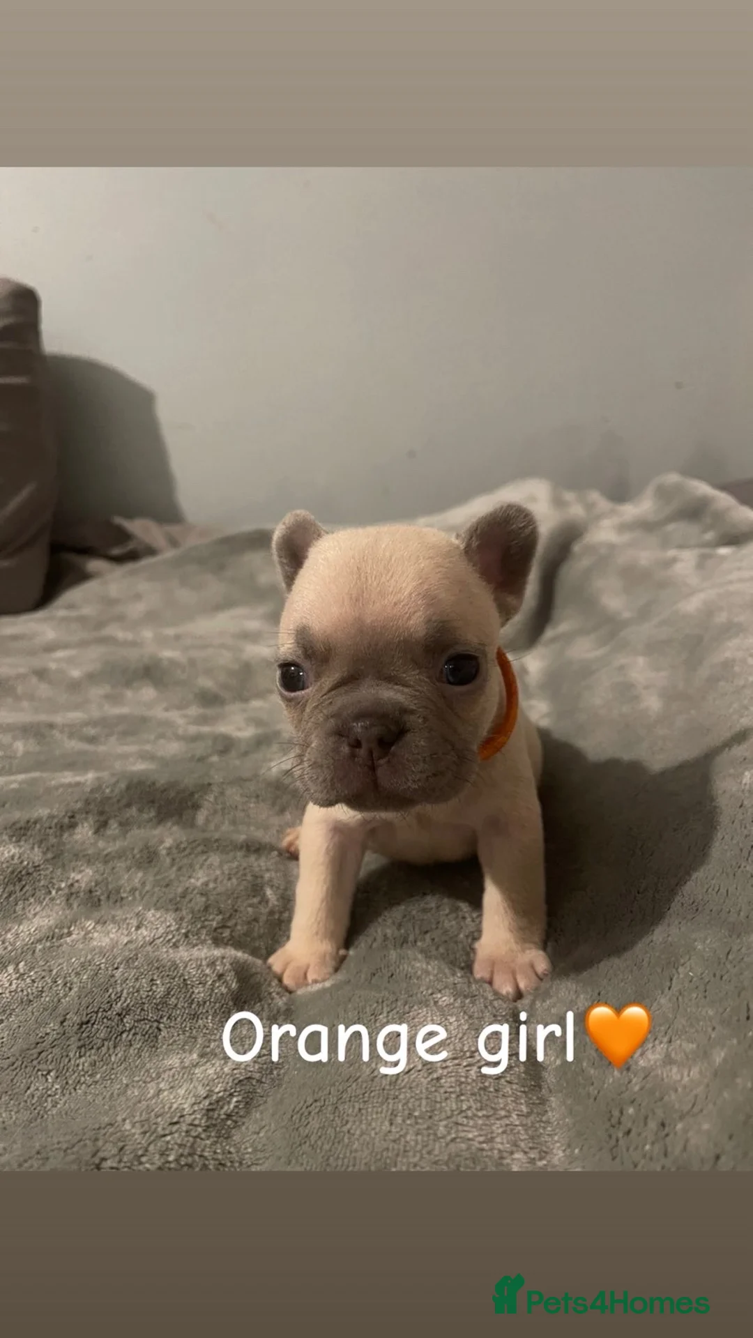 French Bulldog dogs for sale: French bulldogs puppies  - Advert 1