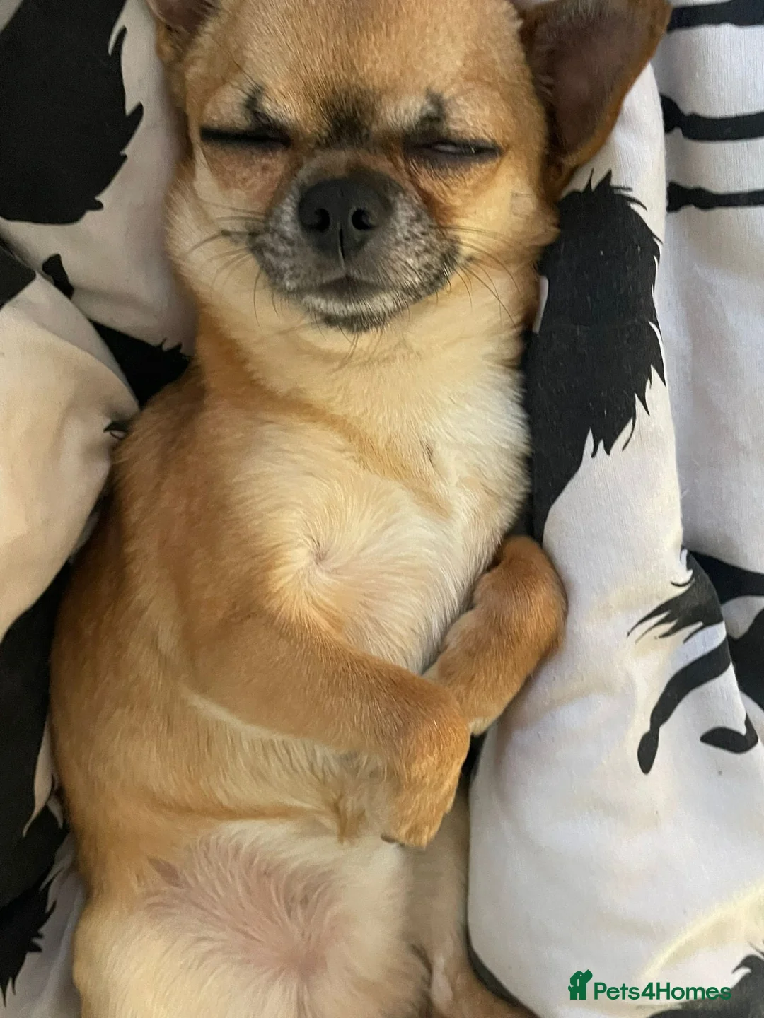 Chihuahua dogs for sale: kc registered chihauhau  - Advert 2