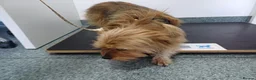 Mixed Breed dogs for adoption: 🐾💛 ARISA – The Little Dog Nobody Stopped For💛🐾 - Advert 14