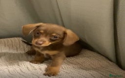 Mixed Breed dogs for sale: Dachshund and Pomeranian - Image 1