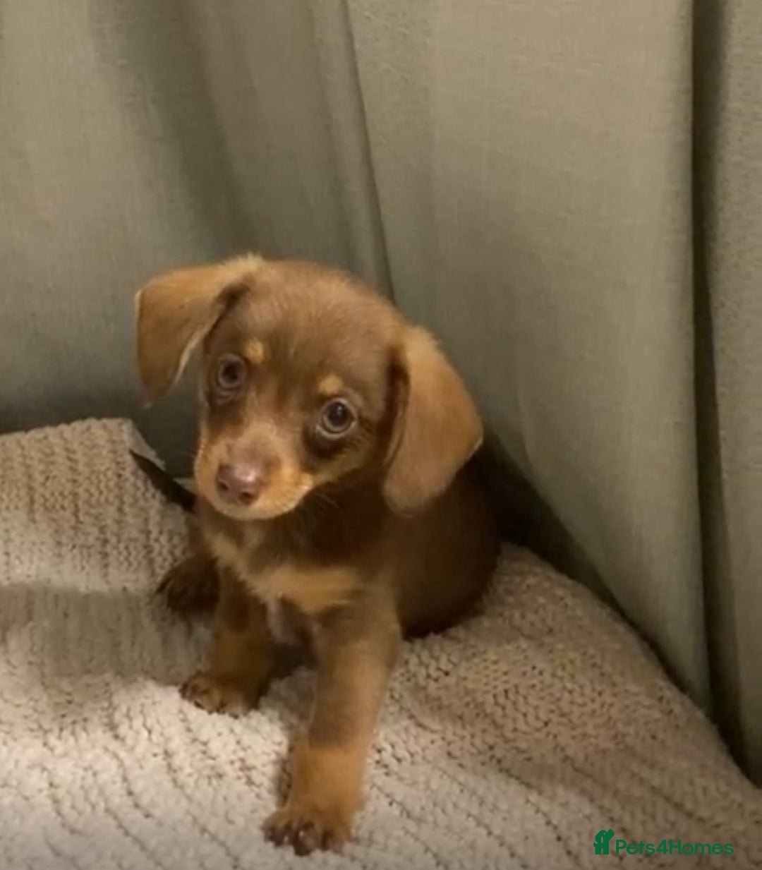 Mixed Breed dogs for sale: Dachshund and Pomeranian - Image 1