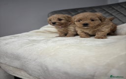 Maltipoo dogs for sale: F1 maltipoo puppies  - Image 13